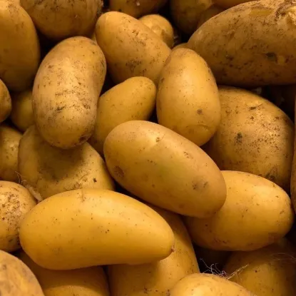Obrázek Rané konzumní brambory - typ B, min. 2 kg