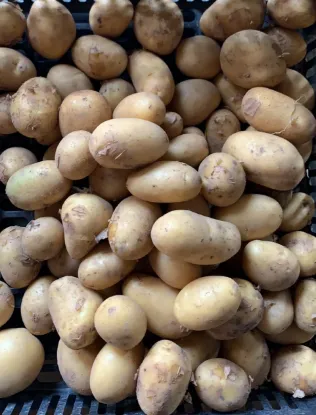 Obrázek Malé rané konzumní brambory do trouby - varný typ B, 1 kg