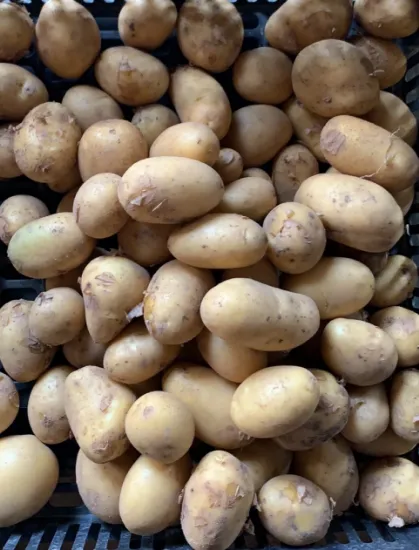 Obrázek Malé rané konzumní brambory do trouby - varný typ B, 1 kg