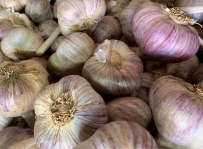 Obrázek Český česnek paličák- Karel IV., min. 1 kg