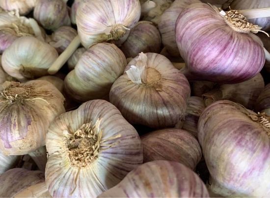 Obrázek Český česnek paličák- Karel IV., min. 1 kg