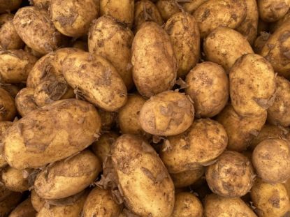 Obrázek Rané brambory - typ B, min. 1 kg