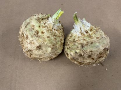 Obrázek Celer bulvový 1kg