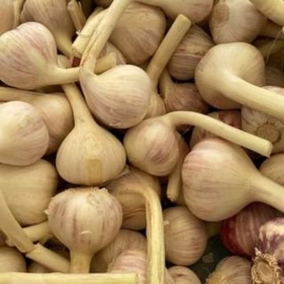Obrázek Český česnek paličák - Dukát 1kg