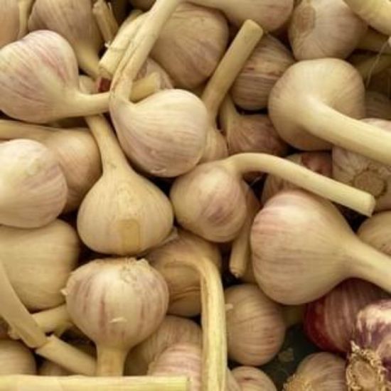 Obrázek Český česnek paličák - Dukát 1kg