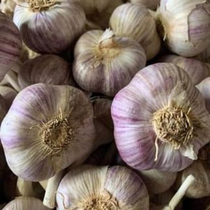 Obrázek Český česnek paličák - Ivan 1 kg