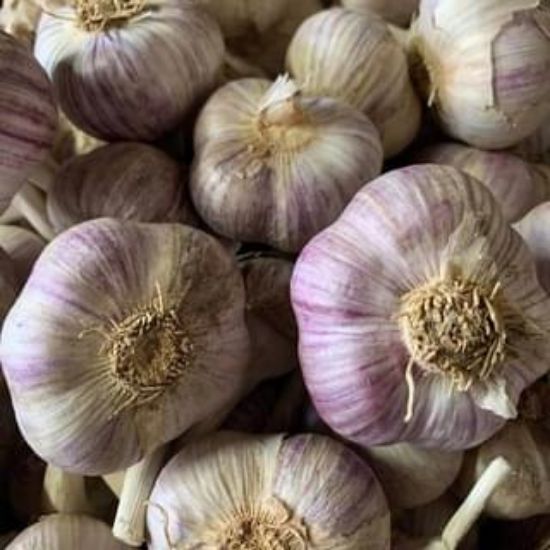 Obrázek Český česnek paličák - Ivan 1 kg