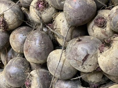 Obrázek Červená řepa - mix velikostí, 1 kg