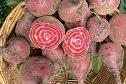 Obrázek Salátová řepa Chioggia - mix velikostí, 1 kg