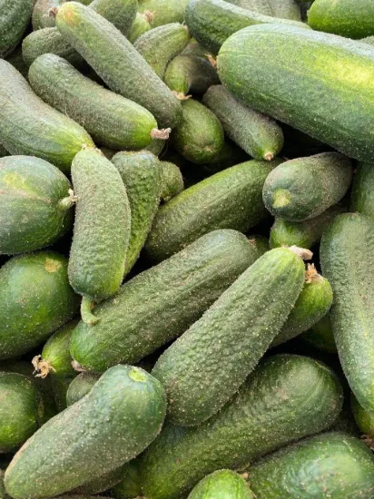 Obrázek Okurky nakládačky - mix velikostí, 1kg